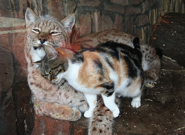 俄罗斯圣彼得堡动物园流浪猫和欧亚猞猁变好朋友