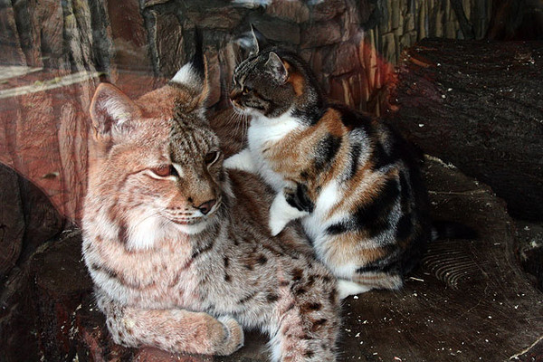 俄罗斯圣彼得堡动物园流浪猫和欧亚猞猁变好朋友