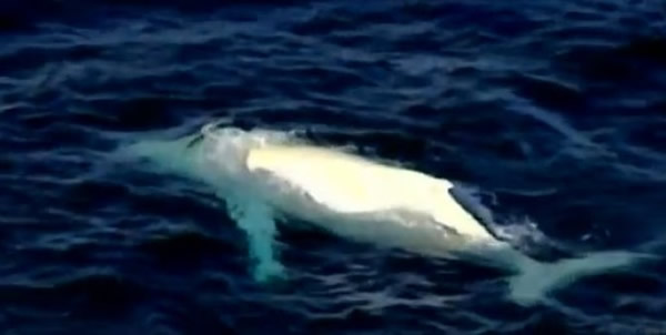 澳洲东部海域明星白化座头鲸“米加鲁”（Migaloo）再度现身