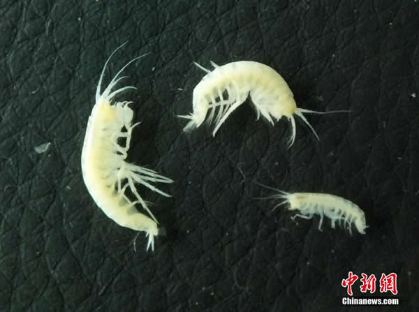 发现的新物种洞穴沟虾