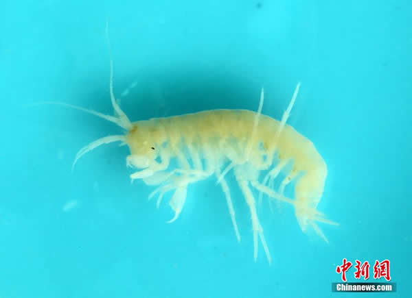发现的新物种洞穴沟虾