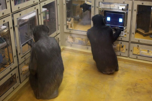 黑猩猩比人类更懂博弈论
