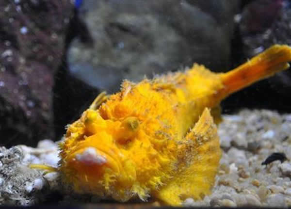 日本京都水族馆展出一条金色珍稀日本鬼鲉（俗名老虎鱼）