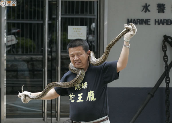 香港船舱发现巨蠎 蛇王出海捉蛇