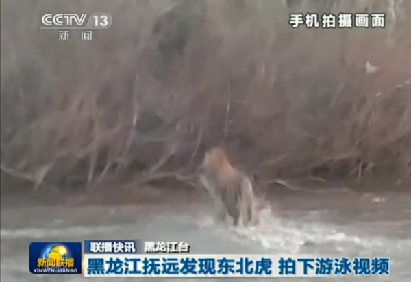 黑龙江渔民拍到东北虎游泳横渡乌苏里江