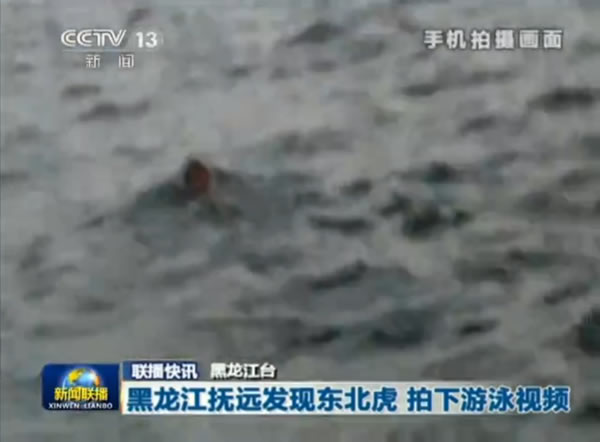 黑龙江渔民拍到东北虎游泳横渡乌苏里江