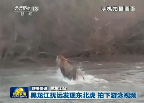 黑龙江渔民拍到东北虎游泳横渡乌苏里江