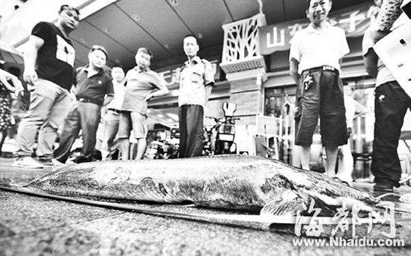 福州左海公园内钓到超大胡子鱼（鲶鱼）