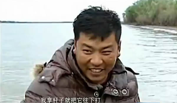 黑龙江野生东北虎渡江欲爬上渔船被渔民打退