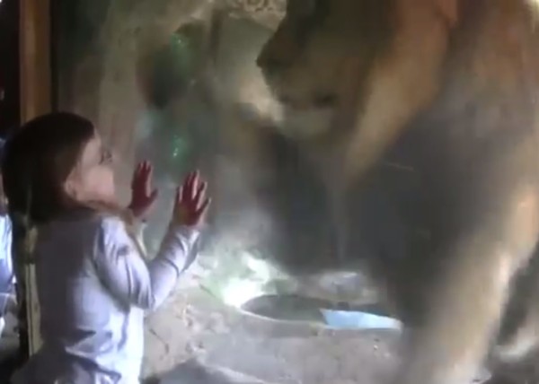 雄狮突然发难却未有吓倒小妹妹