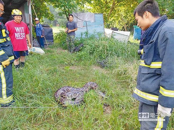 台湾屏东发现百斤重巨蟒和27颗蛇蛋