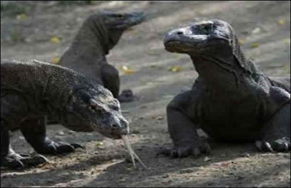 印尼泗水动物园的科摩多龙（Komodo dragon）