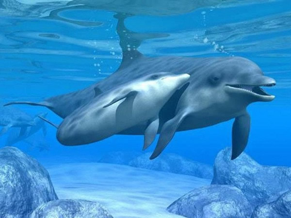 海豚
