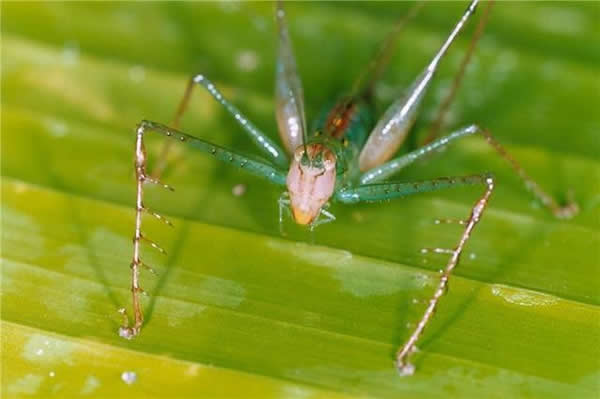 科学家在南美洲热带雨林发现三种新物种螽斯
