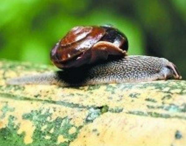广东丹霞山大雨后现硕大蜗牛