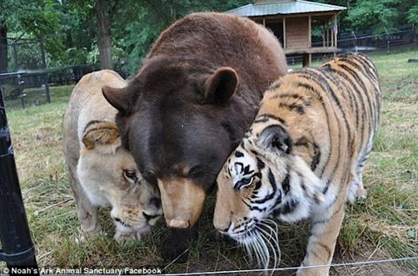 三只顶级猎食者老虎、狮子和熊成了好友