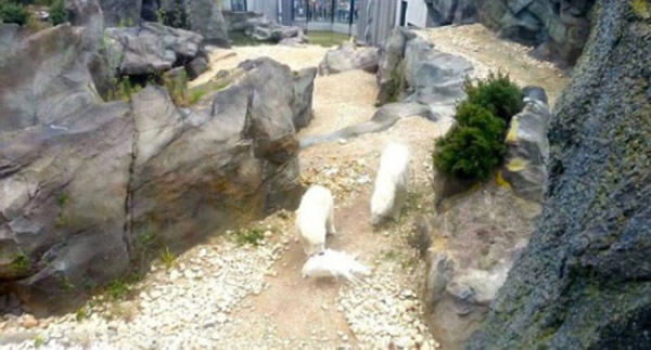 奥地利美泉宫动物园北极熊捕杀误入其领地的白孔雀