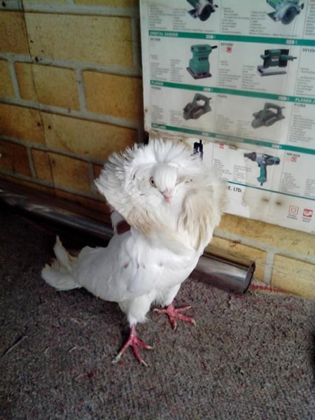 雍容华贵的雅各宾鸽