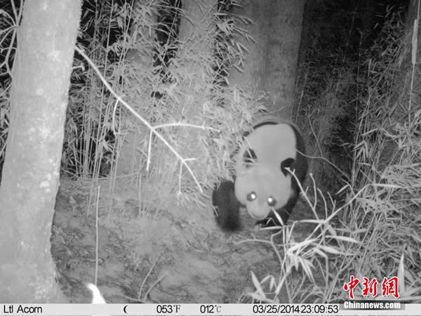 甘肃白水江国家级自然保护区近期运用红外相机拍摄到的大熊猫野外生活影像