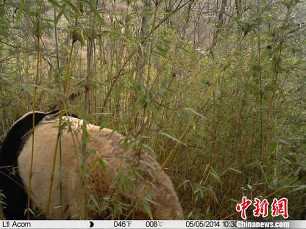 甘肃白水江国家级自然保护区近期运用红外相机拍摄到的大熊猫野外生活影像