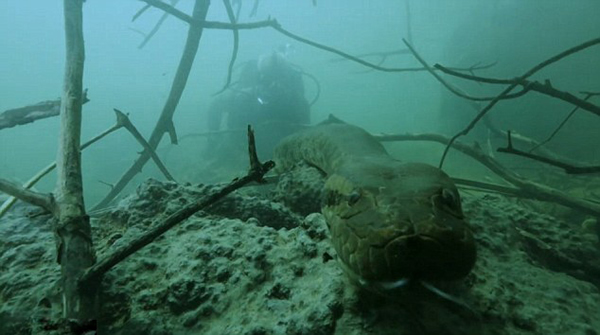 《河中巨怪》(River Monsters)杰里米韦德（Jeremy Wade）在巴西亚马逊河底邂逅巨蟒