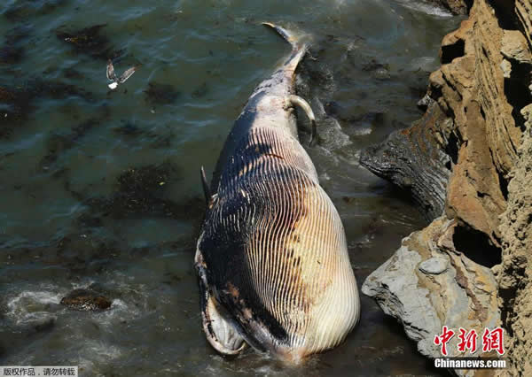美国加州圣迭哥一头50英尺长的长须鲸被冲上岸