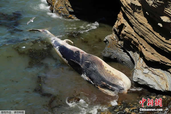 美国加州圣迭哥一头50英尺长的长须鲸被冲上岸