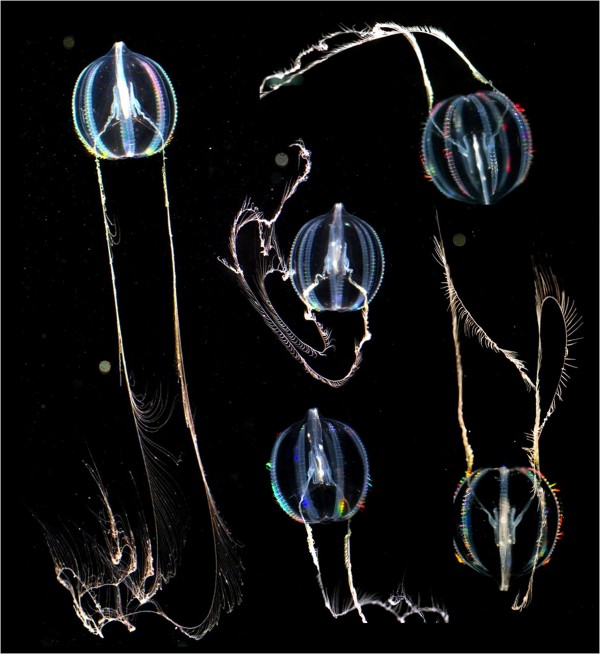 栉水母游泳时的不同姿态