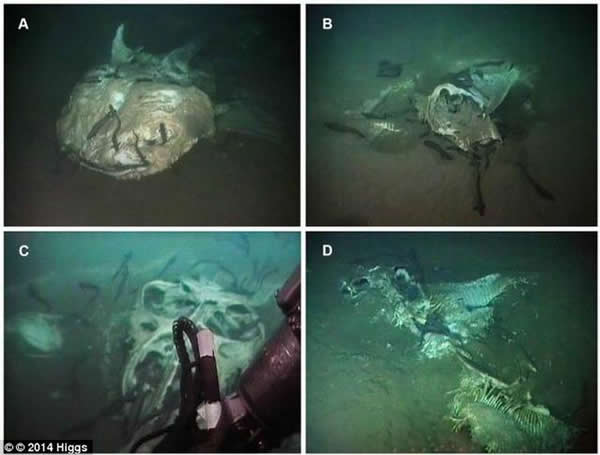 安拉哥海底发现大型海洋动物的“水下墓地”