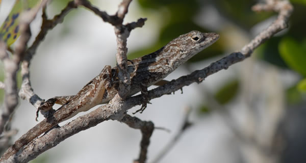 巴拿马沙氏变色蜥（Anolis sagrei）