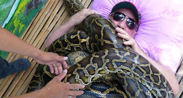缅甸巨蟒能迅速缠死猎物，因此这种按摩非常危险，胆小者不建议尝试。
