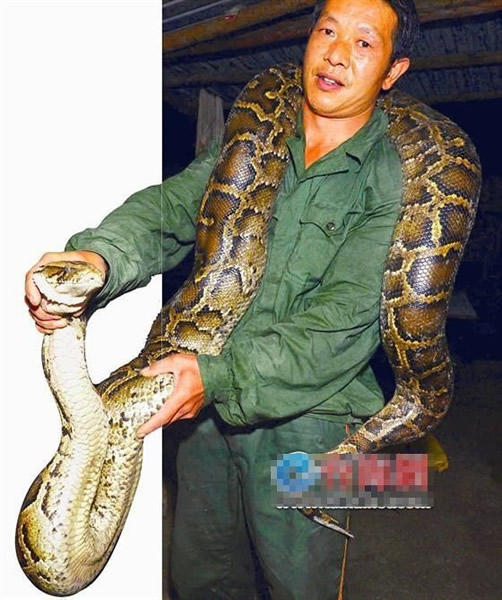 姜姓男子有丰富的捉蛇经验，面对大蟒蛇亦毫不害怕。
