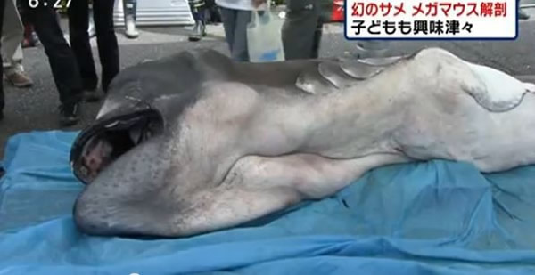 日本公开解剖全球第58头被捕捞到的巨口鲨