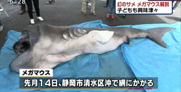 日本公开解剖全球第58头被捕捞到的巨口鲨