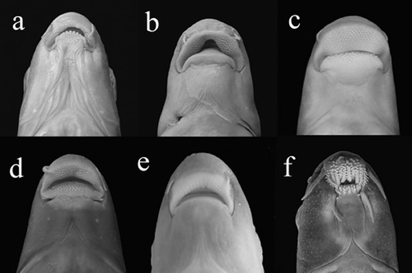 口唇部特征比较 (a) 西江狭吻鱼 Stenorynchoacrum xijiangensis; (b) 泉水鱼 Pseudogyrinocheilus pro