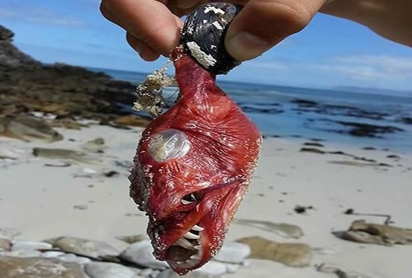 南非开普敦海岸惊见“魔鬼鱼”出没