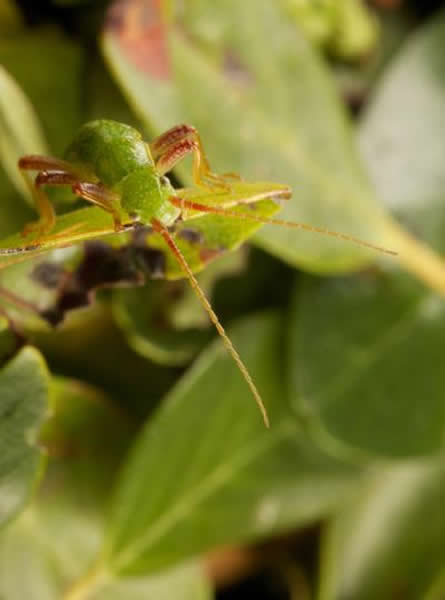 竹节蟲在其寄主植物上休息