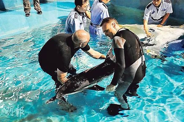 香港海洋公园海洋哺乳动物部及兽医团队将搁浅的条纹原海豚运返海洋公园，为其检查及治疗，惜海豚终告不治。