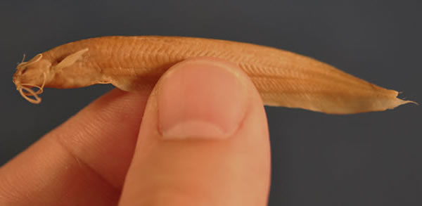 印度河流一种酷似科幻电影神秘生物的稀有鲶鱼