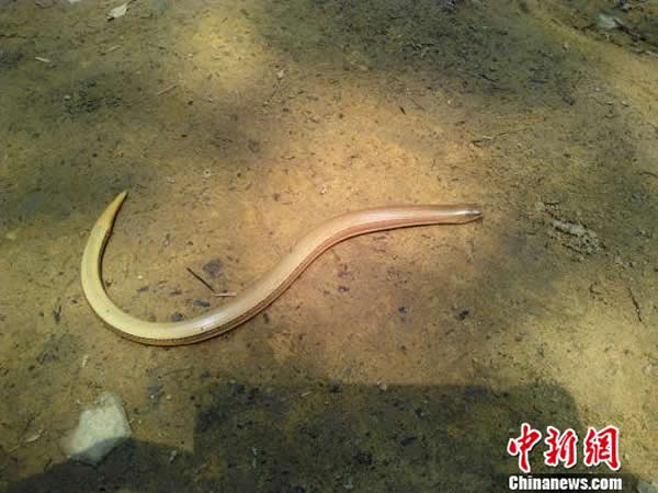 重庆缙云山国家级自然保护区首次发现濒危物种蛇蜥