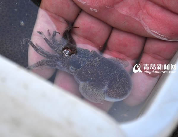 青岛渔民捕获一只酷似外星人的袖珍墨鱼