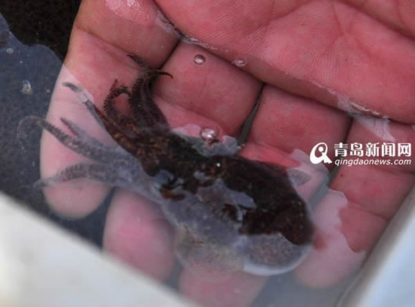 青岛渔民捕获一只酷似外星人的袖珍墨鱼