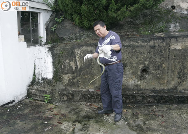 蛇王到场将蛇捉走