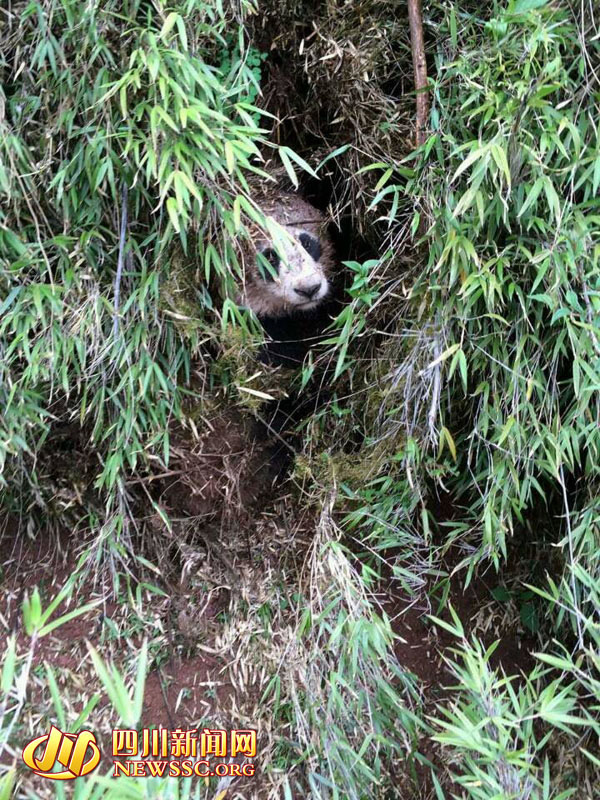 四川凉山昭觉县首次发现野生大熊猫