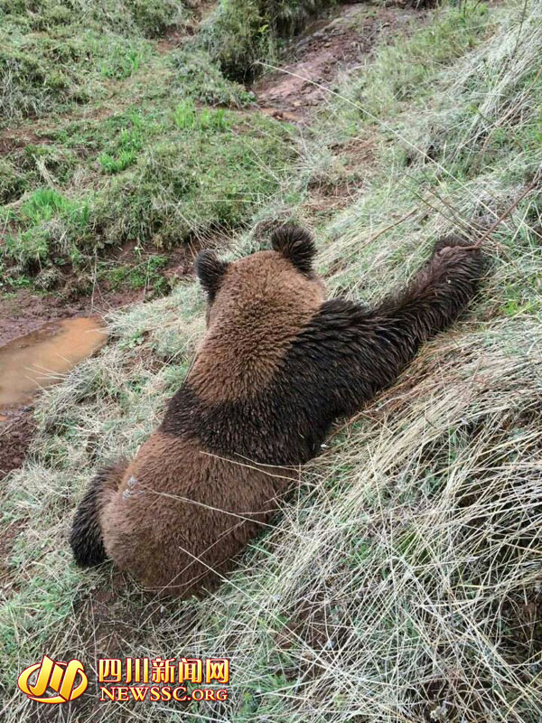 四川凉山昭觉县首次发现野生大熊猫
