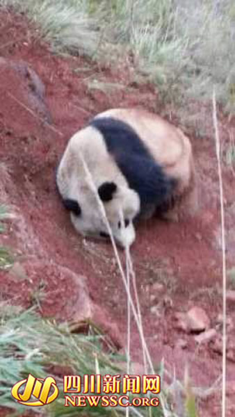 四川凉山昭觉县首次发现野生大熊猫