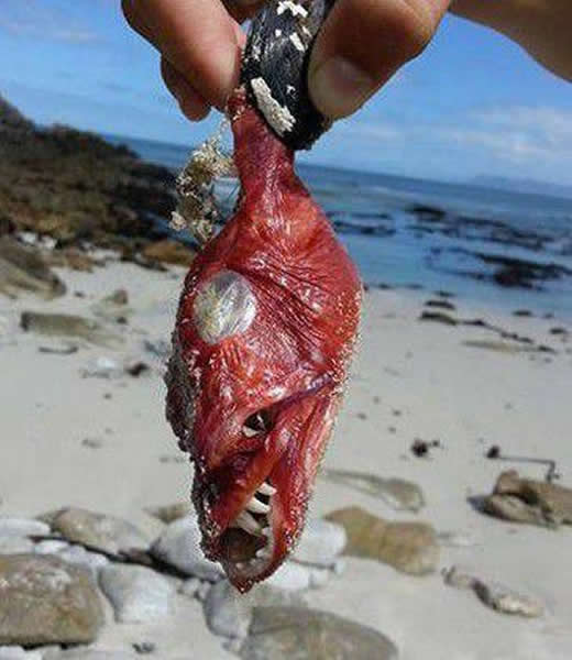 南非开普敦附近海边发现恐怖“魔鬼鱼”尸体