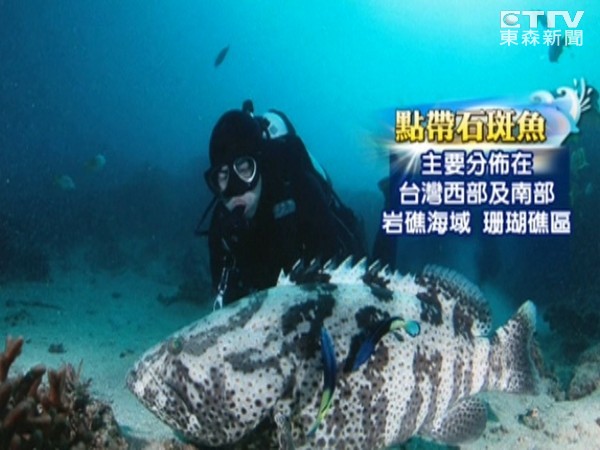 台湾屏东垦丁后壁湖珊瑚礁海域明星“点带石斑”失踪