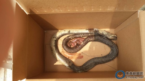 眼镜蛇被杀死
