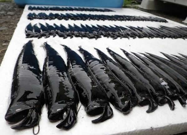 日本室户海湾捕获上百条罕见深海巨口鱼